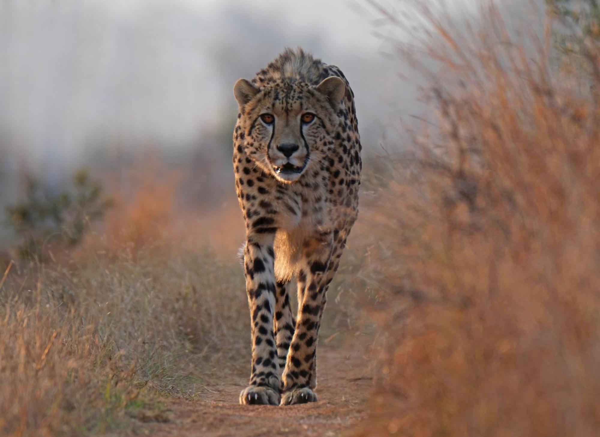 Valley Lodge - Babanango Game Reserve دندي المظهر الخارجي الصورة