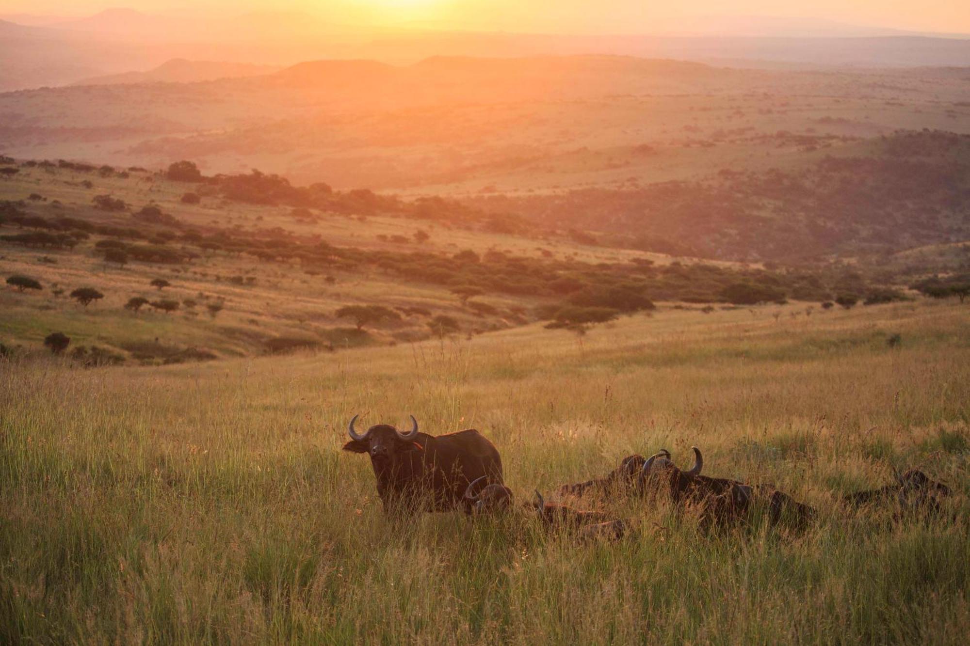 Valley Lodge - Babanango Game Reserve دندي المظهر الخارجي الصورة