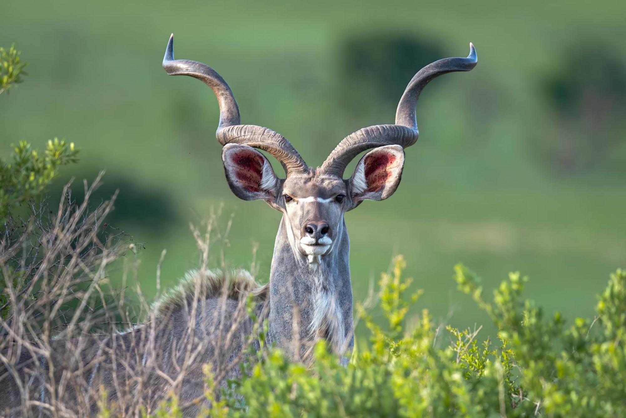 Valley Lodge - Babanango Game Reserve دندي المظهر الخارجي الصورة