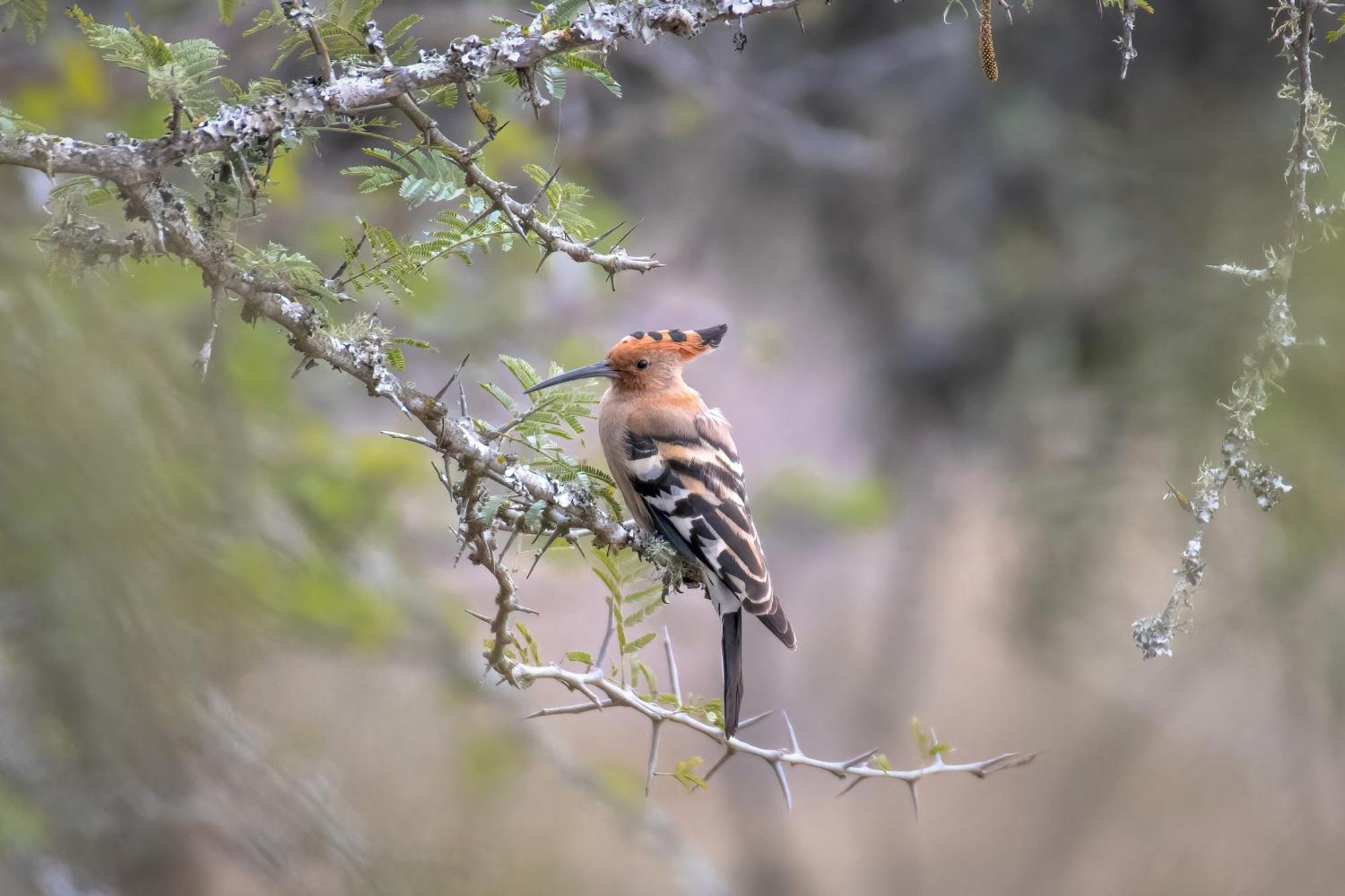 Valley Lodge - Babanango Game Reserve دندي المظهر الخارجي الصورة