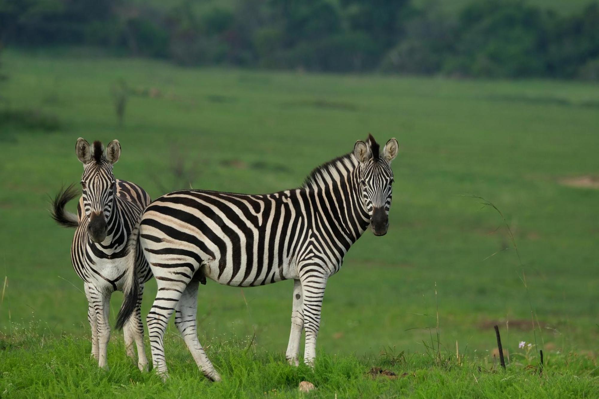 Valley Lodge - Babanango Game Reserve دندي المظهر الخارجي الصورة